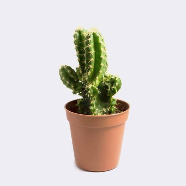 cactus1 free img