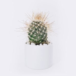 cactus3 free img